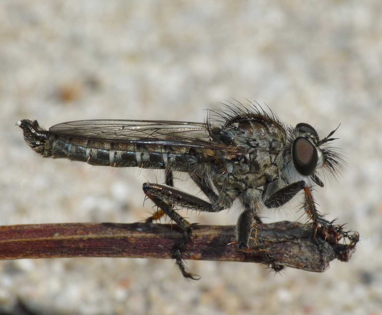 Piccolo Asilidae da determinare > Tolmerus sp.